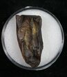 Triceratops Shed Tooth - Montana #10403-1